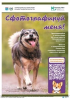 Мониторинг безнадзорных животных.