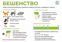 Как защититься от бешенства.